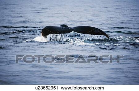 Stock Image - Humpback whale tail fin. Fotosearch