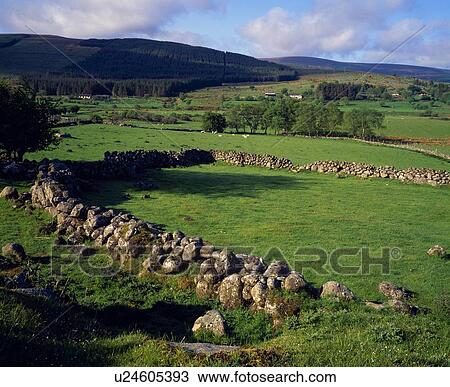 Irish landscape with stone walls and sheep pastures View Large Photo Image Stock Image - Irish landscape with stone walls and sheep pastures. Fotosearch