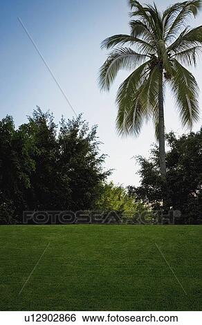 Landscape with palm tree View Large Photo Image Stock Photograph - Landscape with palm tree. Fotosearch