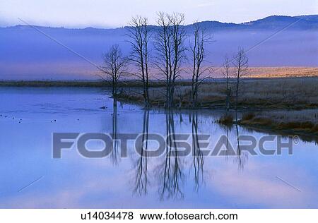 Leafless trees reflecting on pond View Large Photo Image Stock Photo - Leafless trees reflecting on pond. Fotosearch