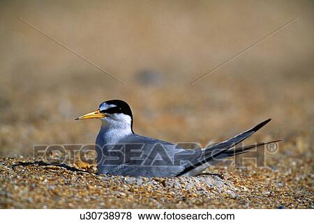 Least Tern on beach View Large Photo Image Stock Photo - Least Tern on beach. Fotosearch