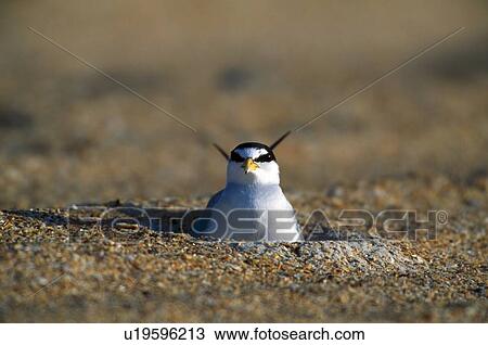 Stock Image - Least tern on sand beach. Fotosearch