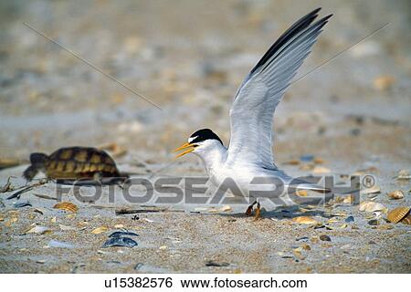Stock Photograph - Least tern protecting nest from turtle. Fotosearch