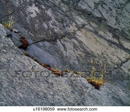 Stock Photo - Lichen and grasses on rock. Fotosearch