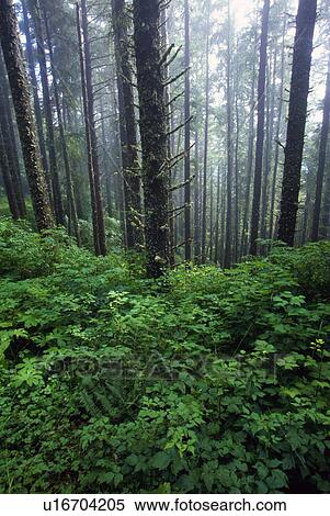Stock Photography - Lush foliage and bare trees in fog. Fotosearch