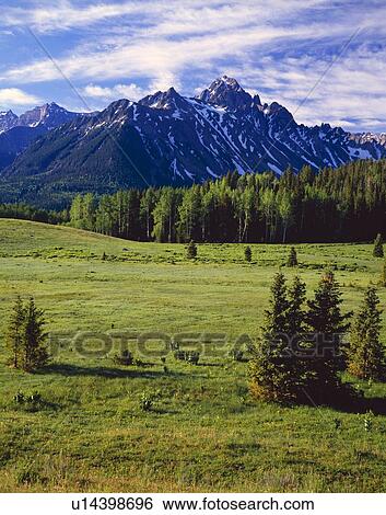 Meadow and Mount Sneffels, Uncompaghre National Forest View Large Photo Image Stock Photograph - Meadow and Mount Sneffels, Uncompaghre National Forest. Fotosearch