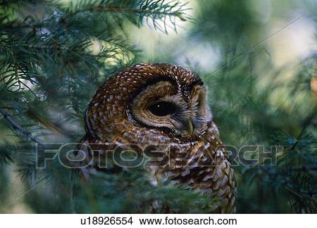 Mexican spotted owl in tree View Large Photo Image Picture - Mexican spotted owl in tree. Fotosearch
