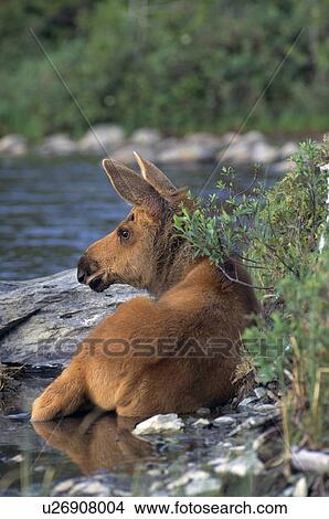Picture - Moose calf lying in stream. Fotosearch