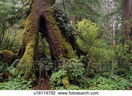 Mossy Western Hemlock tree. View Large Photo Image Stock Image - Mossy Western Hemlock tree.. Fotosearch
