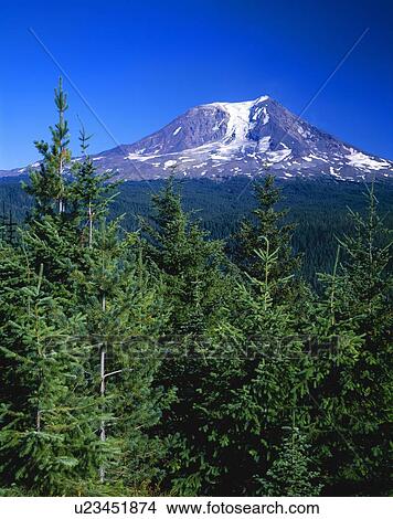 Mount Adams, Gifford Pinchot National Forest View Large Photo Image Picture - Mount Adams, Gifford Pinchot National Forest. Fotosearch
