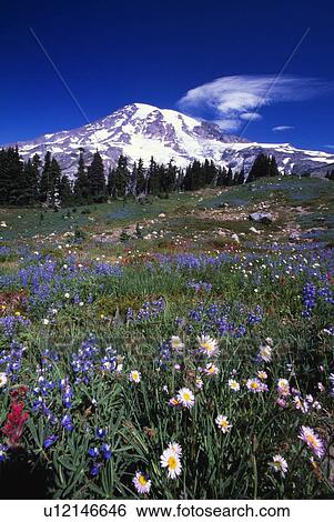 Mount Rainier and blooming flowers View Large Photo Image Stock Photograph - Mount Rainier and blooming flowers. Fotosearch