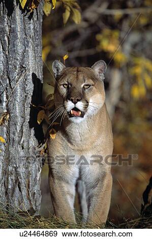 Mountain lion View Large Photo Image Stock Photo - Mountain lion. Fotosearch