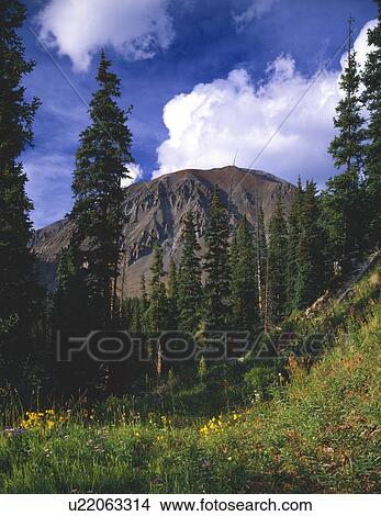 Picture - Mountain meadow with summer flowers, San Juan National Forest. Fotosearch
