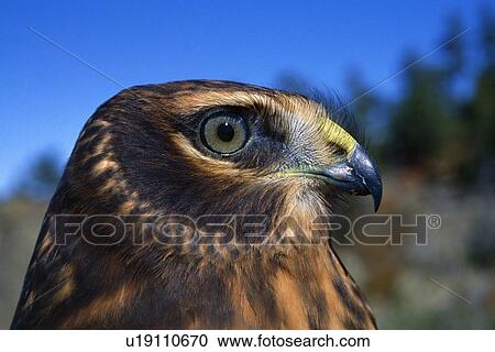 Northern harrier raptor in profile View Large Photo Image Stock Image - Northern harrier raptor in profile. Fotosearch
