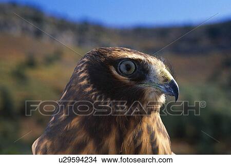 Picture - Northern harrier raptor.. Fotosearch