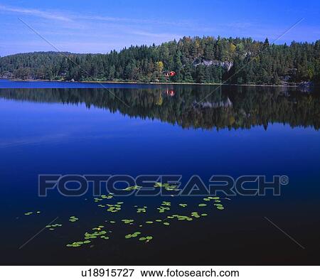 Norwegian lake with water lilies View Large Photo Image Stock Photo - Norwegian lake with water lilies. Fotosearch