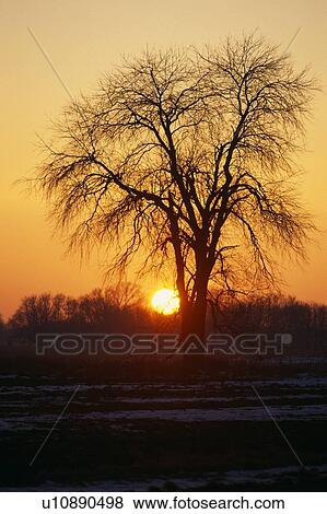 Oak tree silhouette, winter sunset View Large Photo Image Stock Photo - Oak tree silhouette, winter sunset. Fotosearch