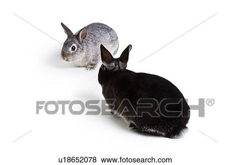 Pair of rabbits View Large Photo Image Stock Photo - Pair of rabbits. Fotosearch