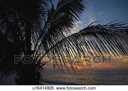 Palm tree silhouette View Large Photo Image Stock Photograph - Palm tree silhouette. Fotosearch