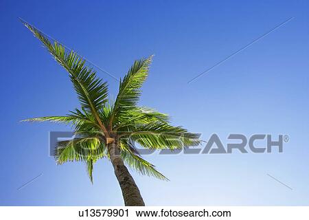 Stock Image - Palm tree. Fotosearch
