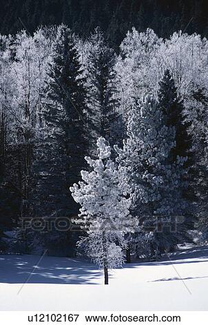 Pine trees covered in frost View Large Photo Image Stock Photo - Pine trees covered in frost. Fotosearch