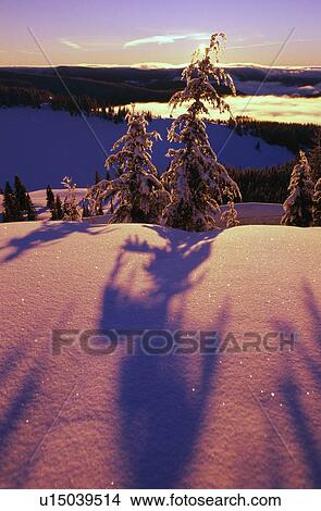Pink and purple sunrise shadows of snow covered trees, Cascades View Large Photo Image Picture - Pink and purple sunrise shadows of snow covered trees, Cascades. Fotosearch