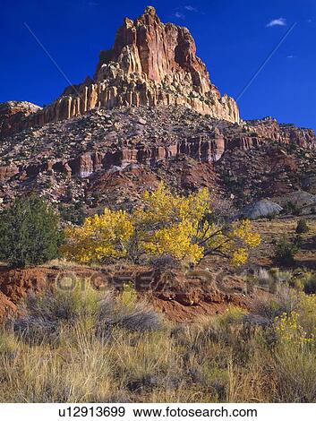 Pink butte and autumn cottonwood tree, Capitol Reef National Park View Large Photo Image Stock Photo - Pink butte and autumn cottonwood tree, Capitol Reef National Park. Fotosearch