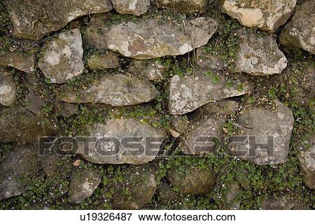 Stock Photo - Plants growing between rocks. Fotosearch