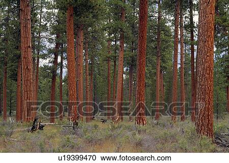 Stock Image - Ponderosa pine trees, Deschutes National Forest. Fotosearch