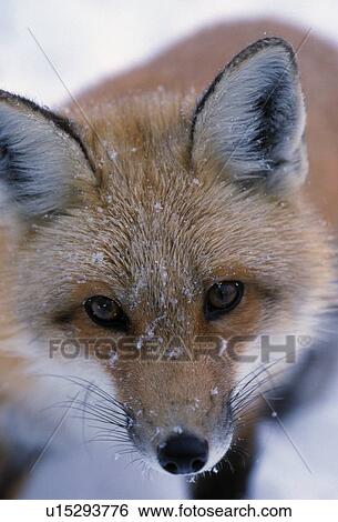 Portrait of adult red fox View Large Photo Image Stock Photograph - Portrait of adult red fox. Fotosearch