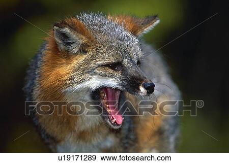 Portrait of gray fox barking View Large Photo Image Stock Photo - Portrait of gray fox barking. Fotosearch