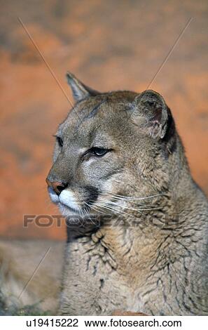 portrait of mountain lion View Large Photo Image Stock Image - portrait of mountain lion. Fotosearch
