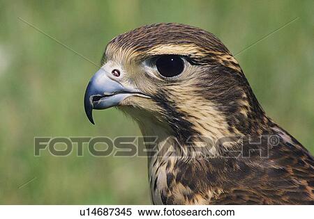 Prairie Falcon View Large Photo Image Stock Photography - Prairie Falcon. Fotosearch