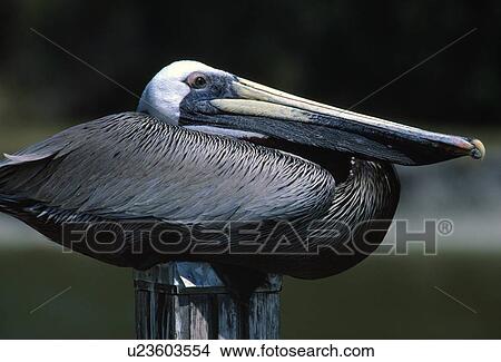 Profile of brown pelican on post. View Large Photo Image Picture - Profile of brown pelican on post.. Fotosearch