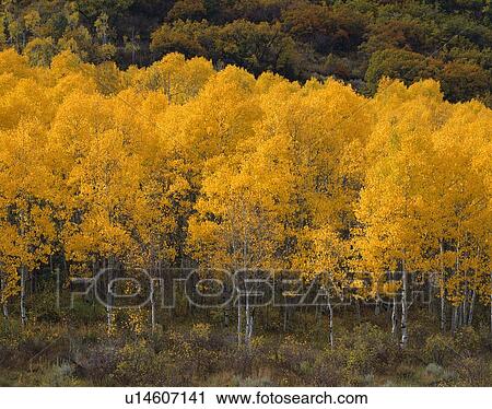 Quaking aspen trees, autumn View Large Photo Image Stock Image - Quaking aspen trees, autumn. Fotosearch