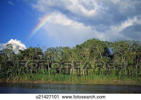 Rainbow over forest View Large Photo Image Stock Image - Rainbow over forest. Fotosearch