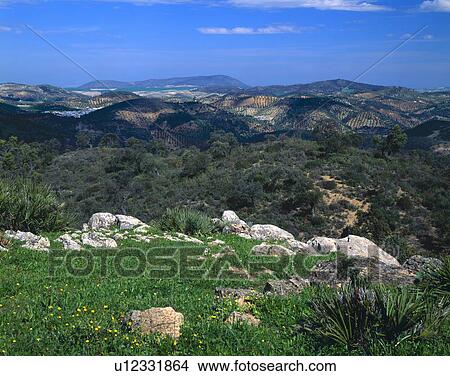 Picture - Rolling hills with olive groves, Andalusia Region. Fotosearch