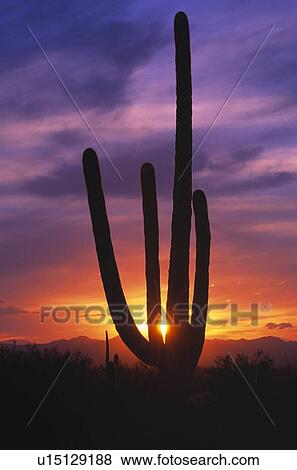 Stock Photo - Saguaro cactus at sunset, Saguaro National Monument. Fotosearch