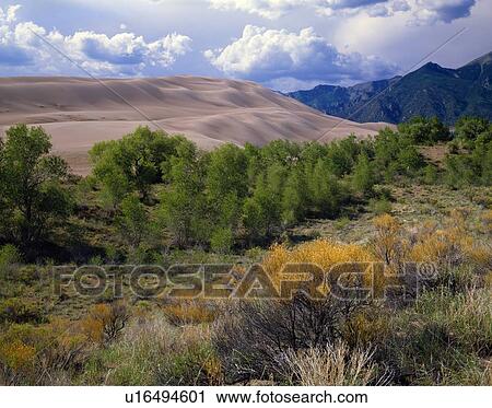 Sand dunes encroaching on a desert landscape, Great Sand Dunes National Monument View Large Photo Image Stock Image - Sand dunes encroaching on a desert landscape, Great Sand Dunes National Monument. Fotosearch