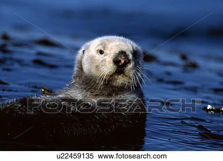 Sea otter View Large Photo Image Stock Photography - Sea otter. Fotosearch
