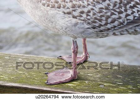 Picture - Seagull standing by the seaside. Fotosearch