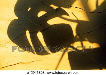 Shadow of Philodendron leaf View Large Photo Image Stock Photo - Shadow of Philodendron leaf. Fotosearch