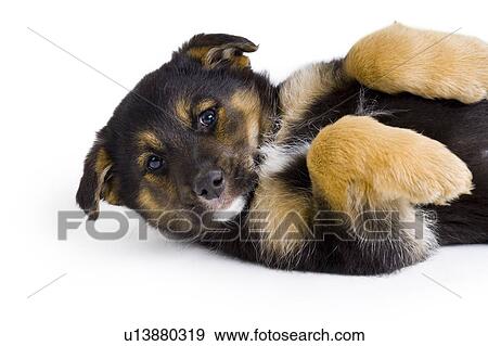 Shepherd Cross Puppy View Large Photo Image Stock Photo - Shepherd Cross Puppy. Fotosearch