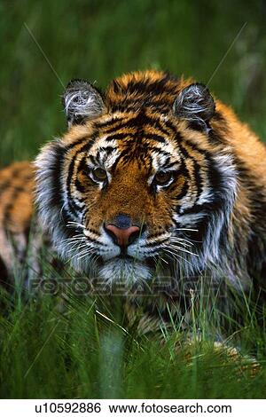 Siberian tiger in grass. View Large Photo Image Stock Photograph - Siberian tiger in grass.. Fotosearch