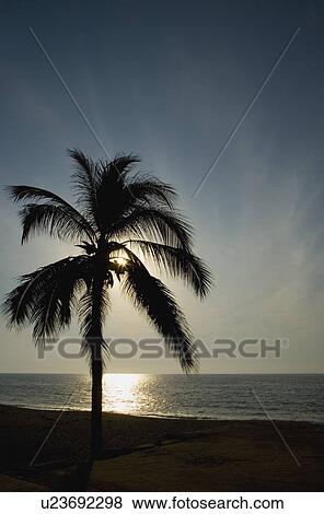 silhouette of palm tree View Large Photo Image Stock Photo - silhouette of palm tree. Fotosearch