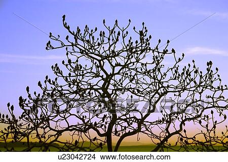 Silhouette of tree View Large Photo Image Picture - Silhouette of tree. Fotosearch