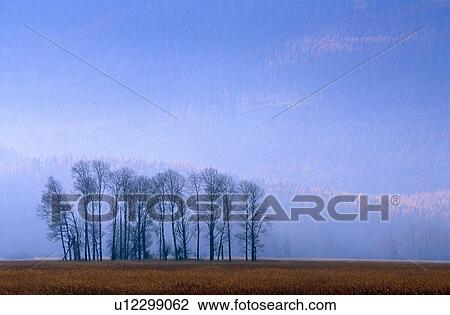 Stock Image - Silhouetted cottonwood trees, Swan River National Wildlife Refuge, autumn mist. Fotosearch
