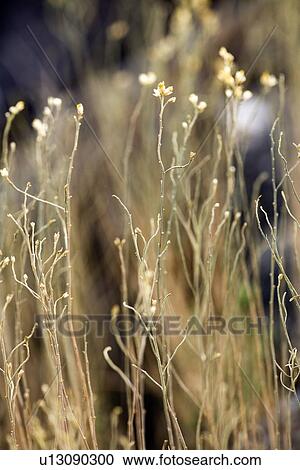 Stock Image - Snakeweed grass. Fotosearch