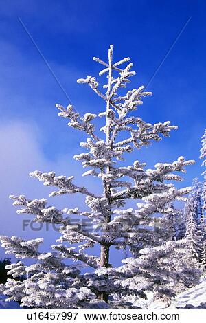 Stock Photo - Snow and frost on evergreen. Fotosearch