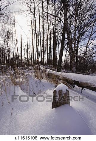 Snow covered forest View Large Photo Image Stock Photograph - Snow covered forest. Fotosearch